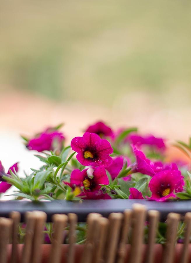 Country house Salvia *